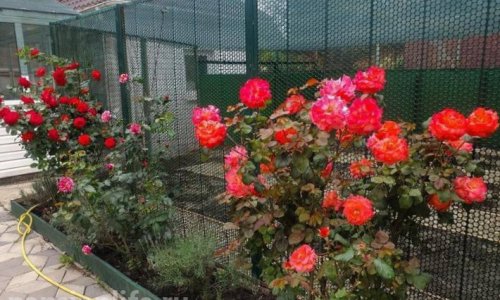 Пансионат «Доброе Сердце» - 13